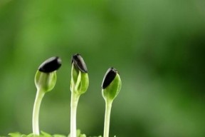 国泰君安期货：铝考验上方14100阻力