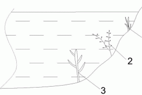 一种富营养化水体生态系统重建的方法与流程